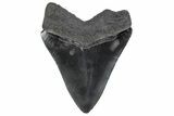 Serrated, Fossil Megalodon Tooth - South Carolina #370446-1